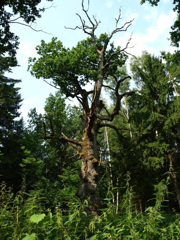 Kwiatowa Zagroda Białowieża Dış mekan fotoğraf