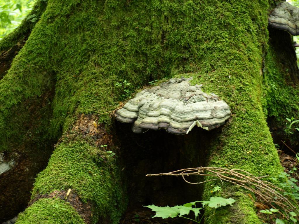 Kwiatowa Zagroda Białowieża Dış mekan fotoğraf