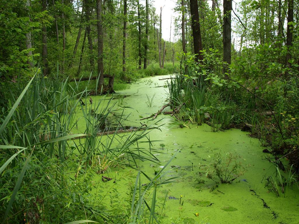 Kwiatowa Zagroda Białowieża Dış mekan fotoğraf
